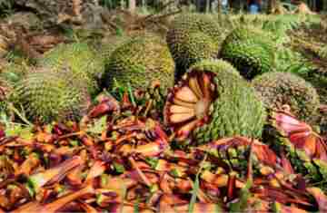  Fim da espera: temporada do pinhão começa nesta quarta-feira em todo o Paraná 